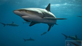 如何在Wireshark确定数据集？