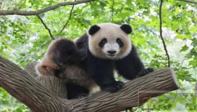 如何查询你的Pandas数据帧？