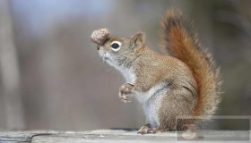 用 HAProxy 实现网络流量的负载平衡