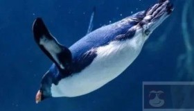 Linux内存、Swap、Cache、Buffer