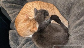 在 Linux 终端调整图像的大小