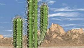 怎样在 Ubuntu 14.10 Server 上安装 Cacti